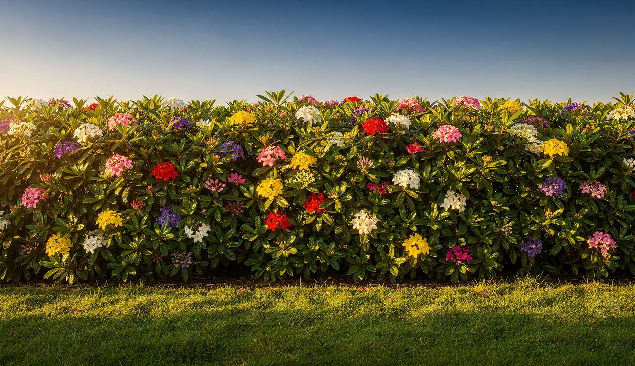 Planifier l'agencement de la haie