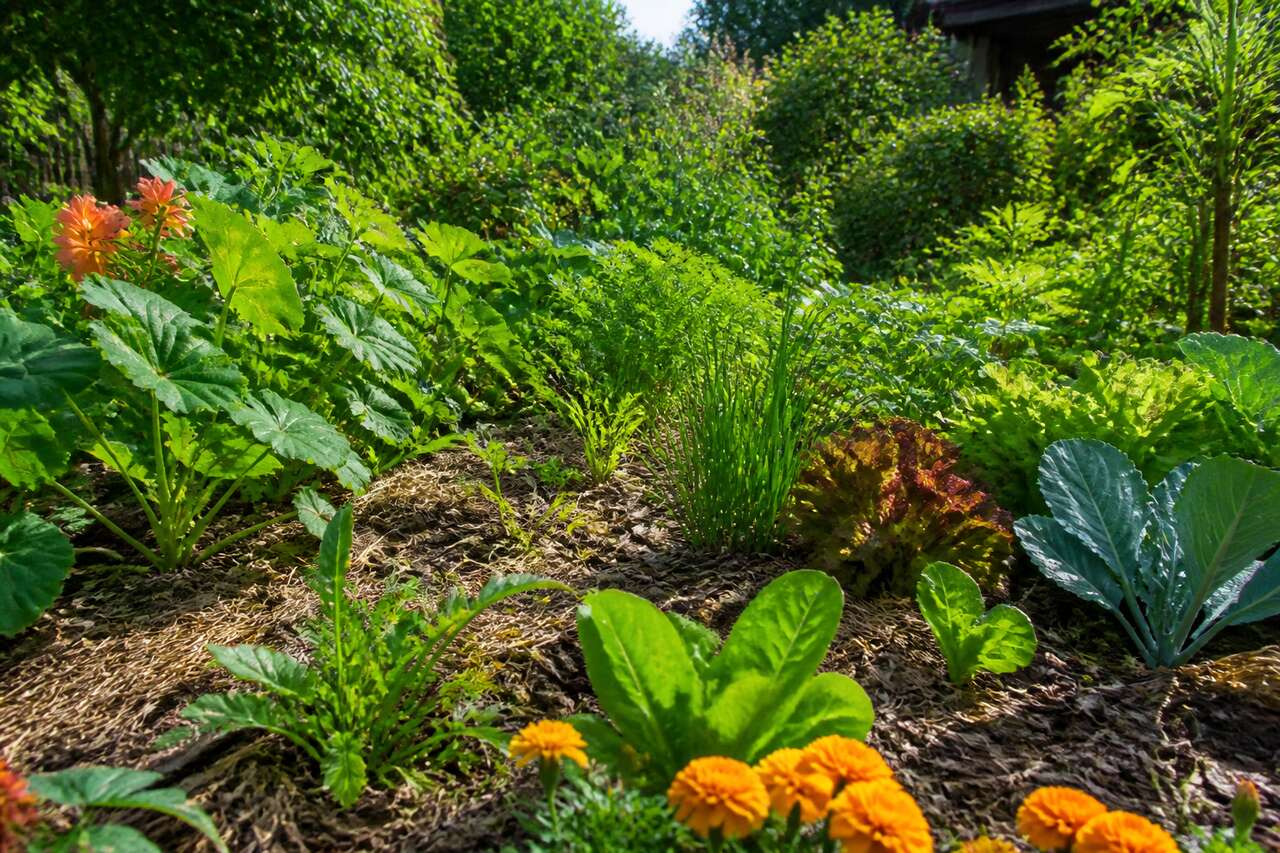 Sol vivant: paillage, compost et zéro travail du sol Sol vivant: paillage, compost et zéro travail du sol
