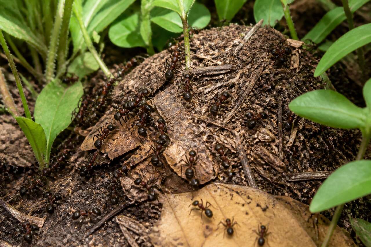 Traiter le nid de manière écologique: appâts, eau chaude, terre de diatomée, et limites à connaître Traiter le nid de manière écologique: appâts, eau chaude, terre de diatomée, et limites à connaître